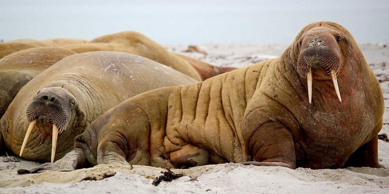 大连天舒智能按摩机器人:揭秘精准穴位算法如何让中医推拿疗效倍增